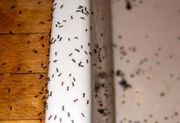 Best Best Pest Control Companies  in Houghton Lake, MI