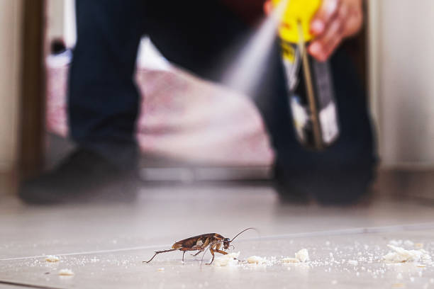Best Wasp Removal Services  in Houghton Lake, MI